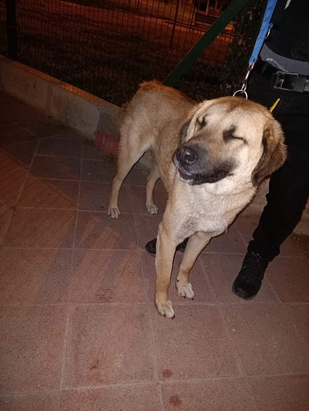 İzmir’i toplu ulaşımla gezen köpek Sam bulundu - 8
