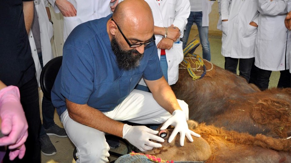 Dünyada bir ilk Güreşçi deveye katarakt ameliyatı Sağlık Haberleri NTV
