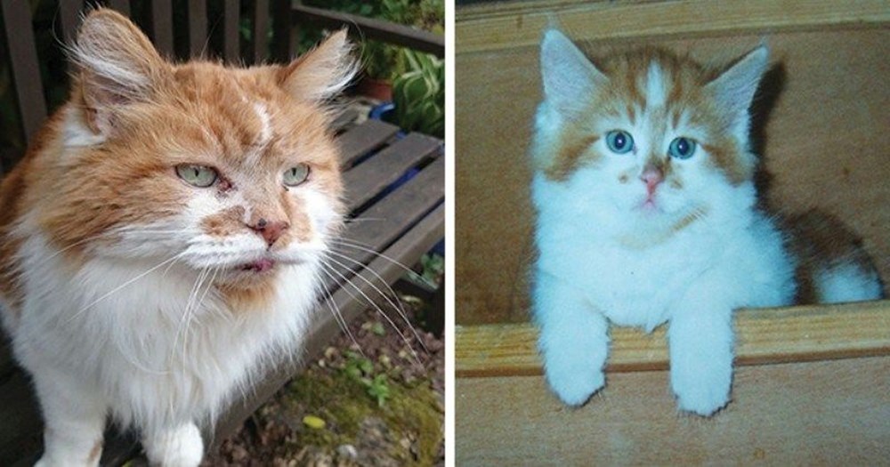 Dünyanın en yaşlı kedisi Rubble 31 yaşında hayatını kaybetti NTV