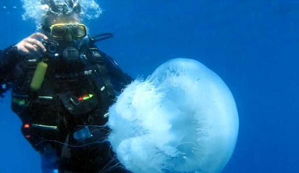 Caretta Carettalar, Antalya Körfezi'ni istiladan koruyor - 6