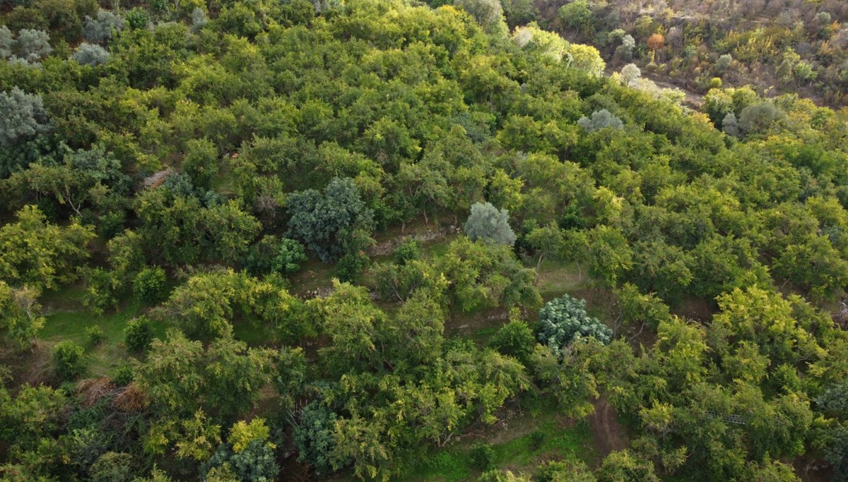 Yaktığı ateşle bahçesini zirai dondan korudu: 4 kuşaktır üretiyor