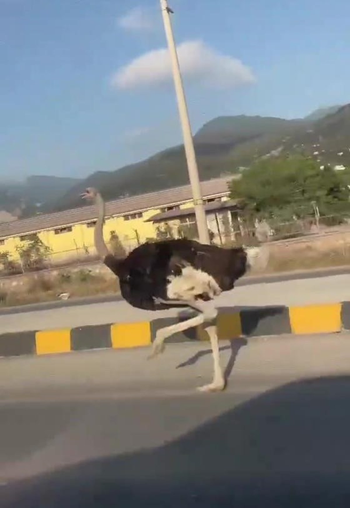 Deve kuşunun trafikte koştuğu anları cep telefonuyla kayıt altına alan vatandaşın Abo diyerek şaşkınlık yaşadığı anlar gülümsetti. Deve kuşunun trafikte koştuğu anları cep telefonuyla kayıt altına alan vatandaşın Abo diyerek şaşkınlık yaşadığı anlar gülümsetti.