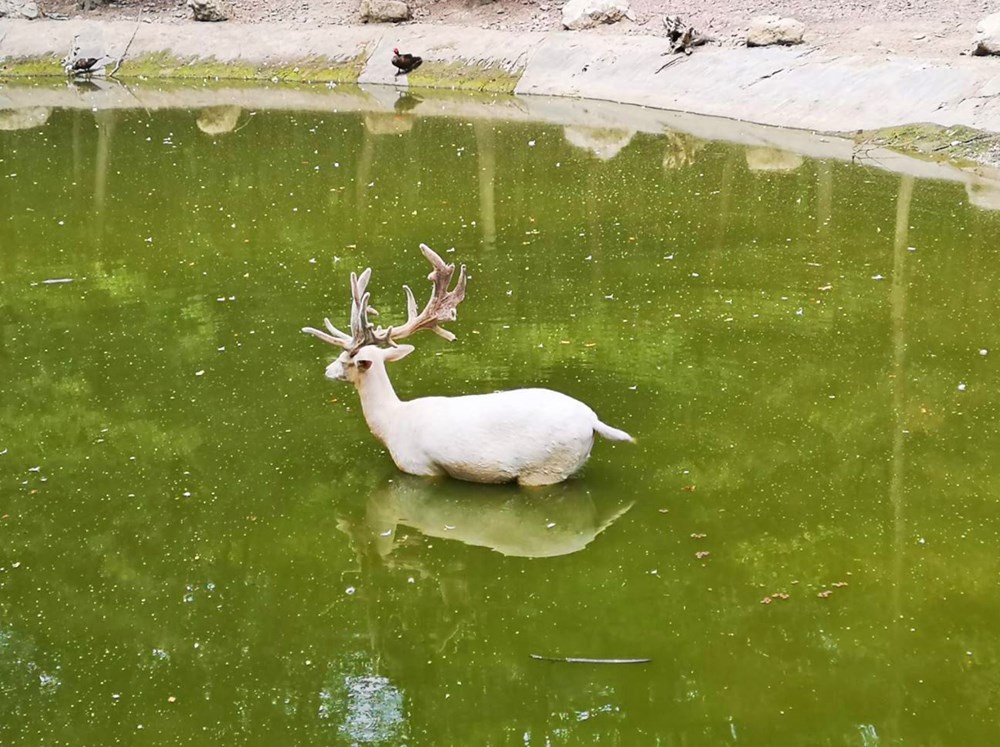 İstanbul çevresindeki en iyi kamp alanları - 14