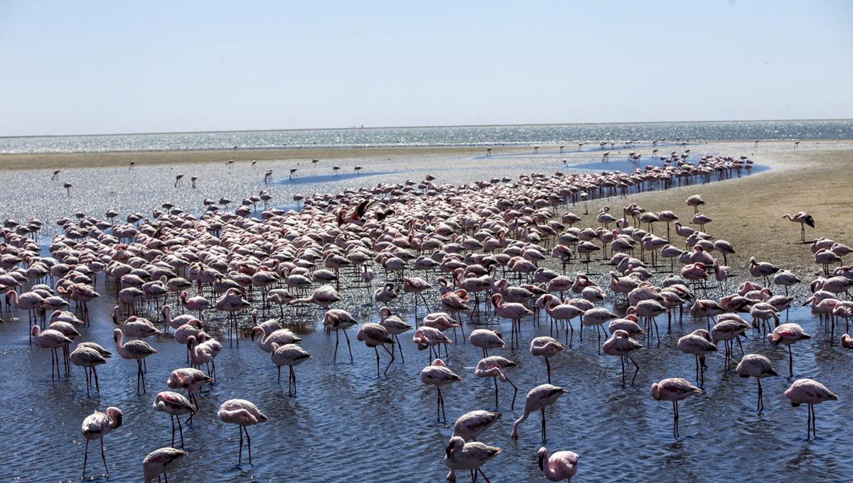 Afrika sahillerindeki flamingo cenneti: Walvis Bay Lagünü