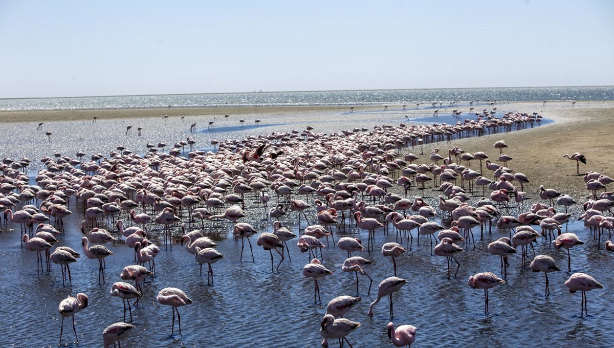 Afrika sahillerindeki flamingo cenneti: Walvis Bay Lagünü Afrika sahillerindeki flamingo cenneti: Walvis Bay Lagünü