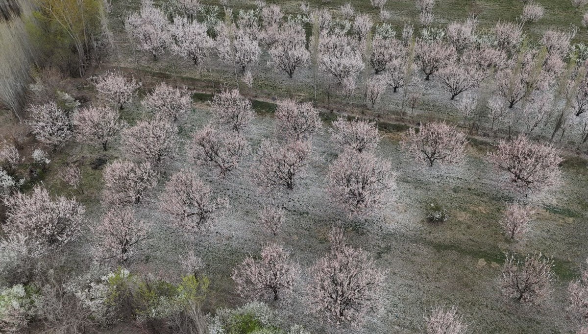 Çiçek açan kayısı ağaçlarında kartpostallık görüntüler