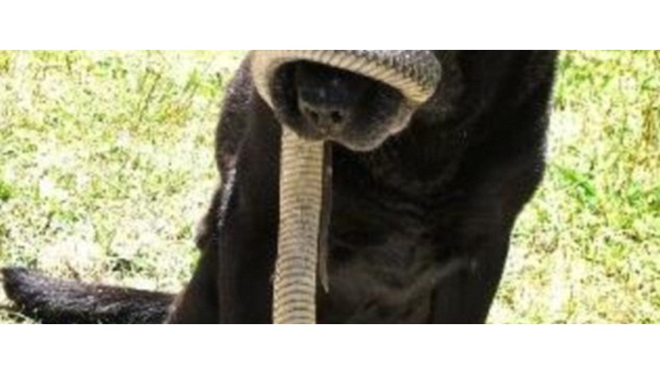 kopek yilani yutmaya calisinca