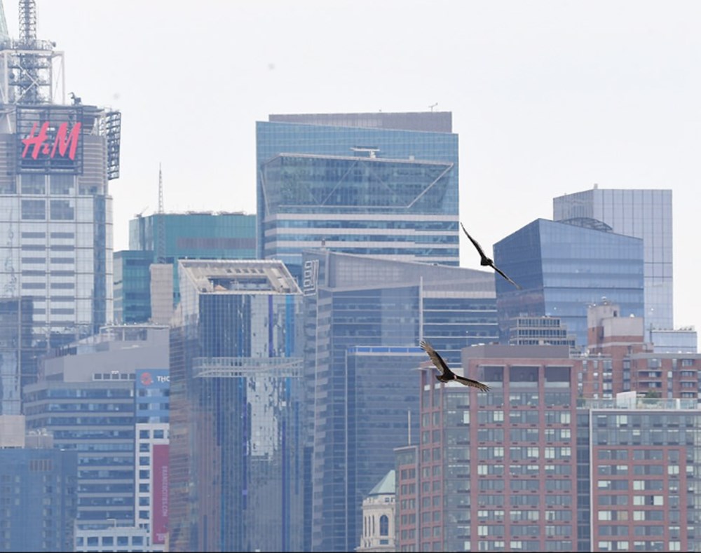 Akbabalar corona virüs ölümlerinin arttığı New York'ta gökyüzünü işgal etti - 1
