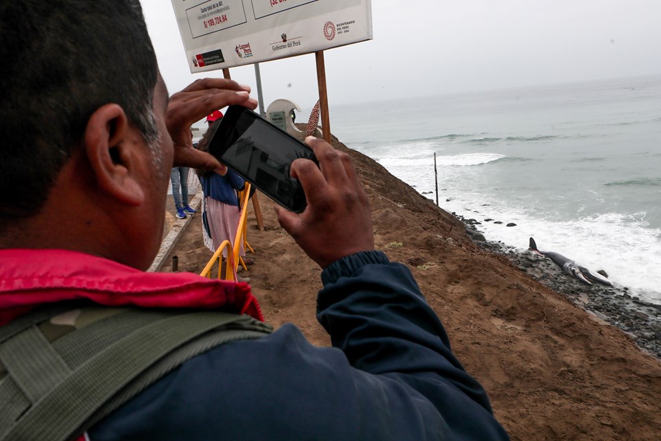Peru'da dev balina cesedi kıyıya vurdu - 2