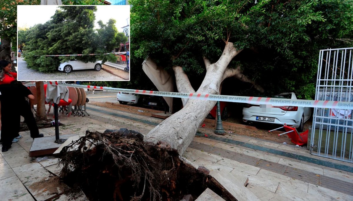 Antalya’da ağaç 5 otomobilin üzerine devrildi