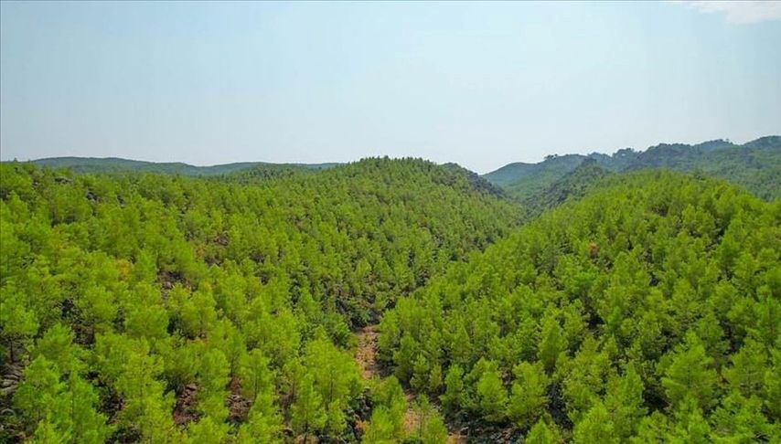 Devlet ormanlarında madencilik izinlerine yeni düzenleme
