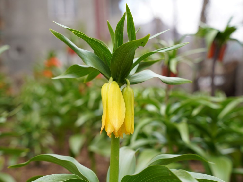 20 Günde Ölüm: Orkide Sökmenin Bedeli 244 Bin Lira 73 T26wHWCJyEG2Yrq5 sIe1Q