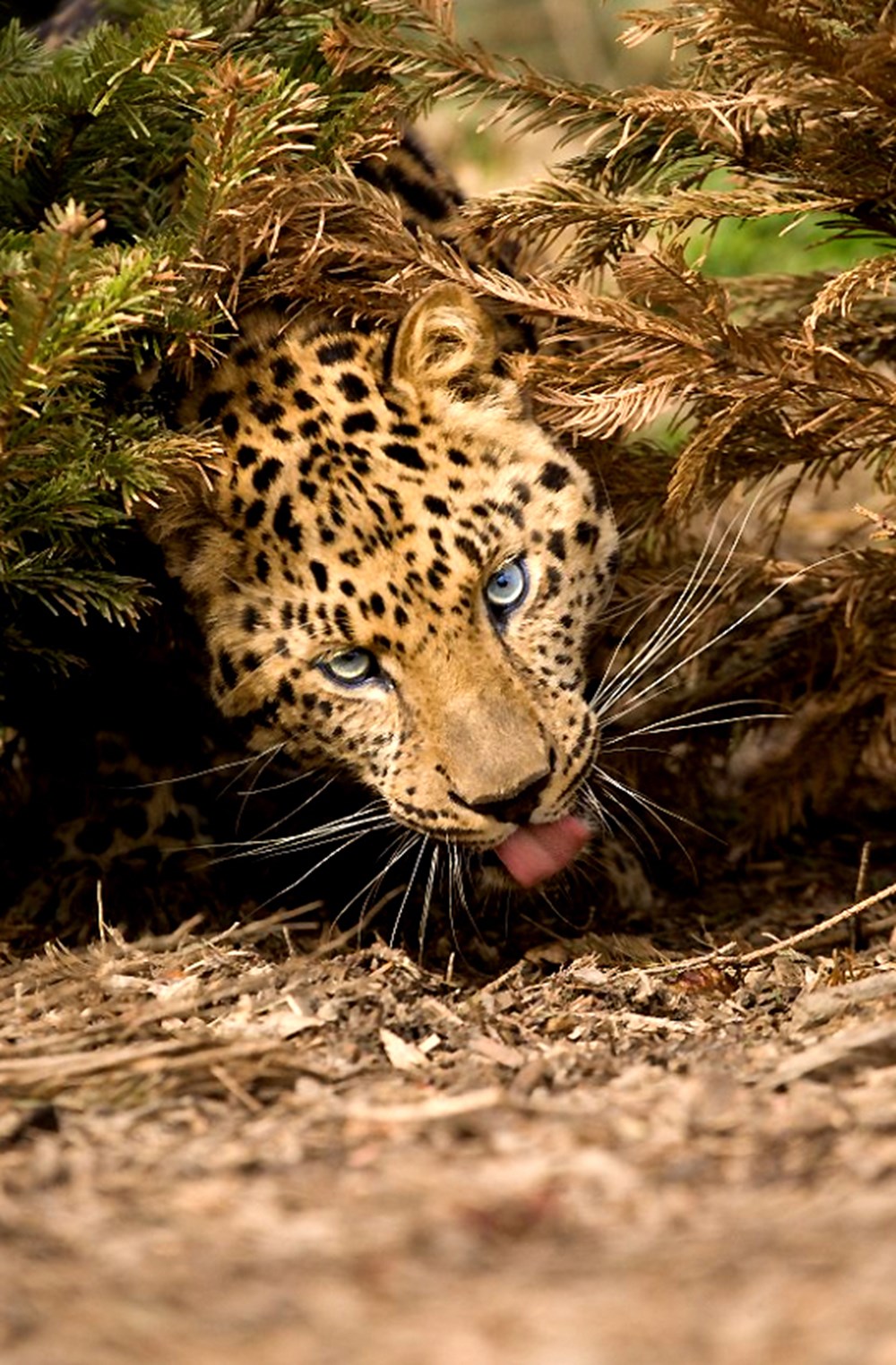 Дикие звери. Хищные животные. Кугуар горный лев. Дикие животные. Красивые дикие звери.