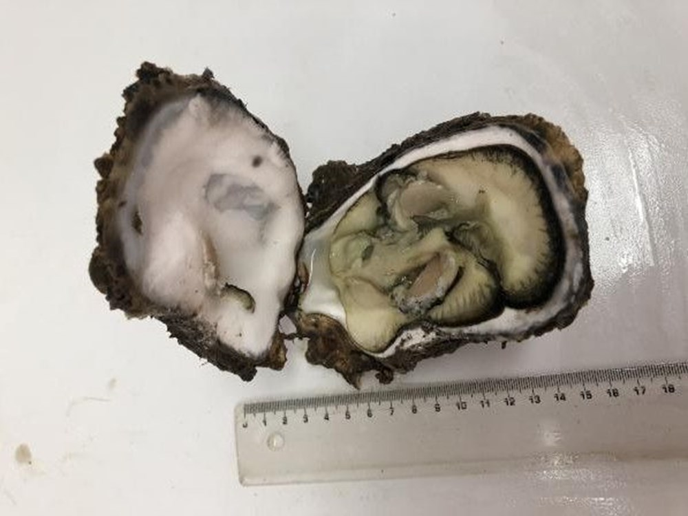 Karadeniz'de 'Pasifik istiridyesi' istilası - 3