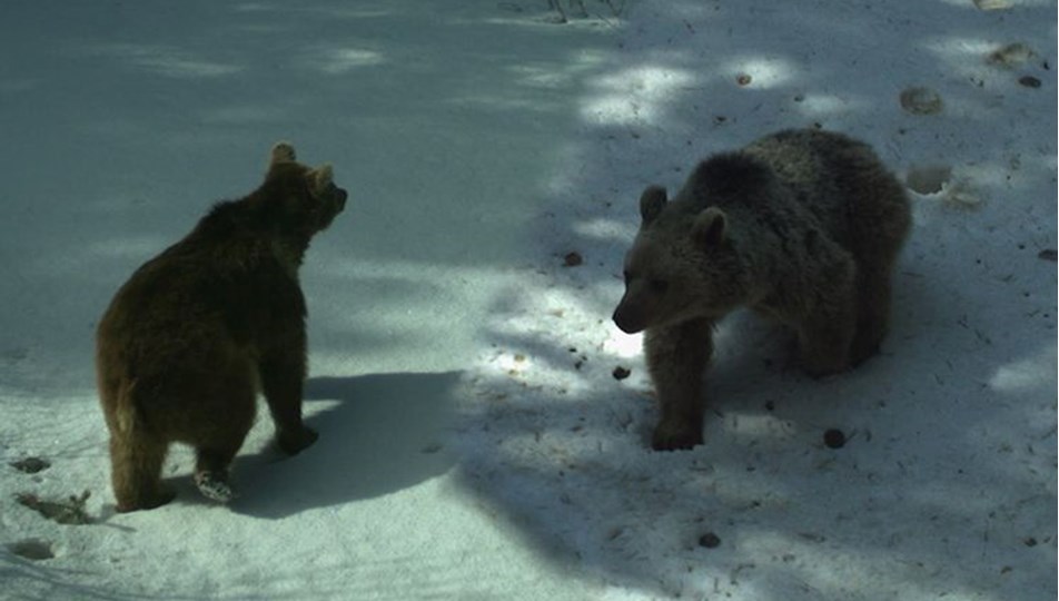 Çöplük, ayıları uykusundan etti: Yemek var, kış uykusu yok!