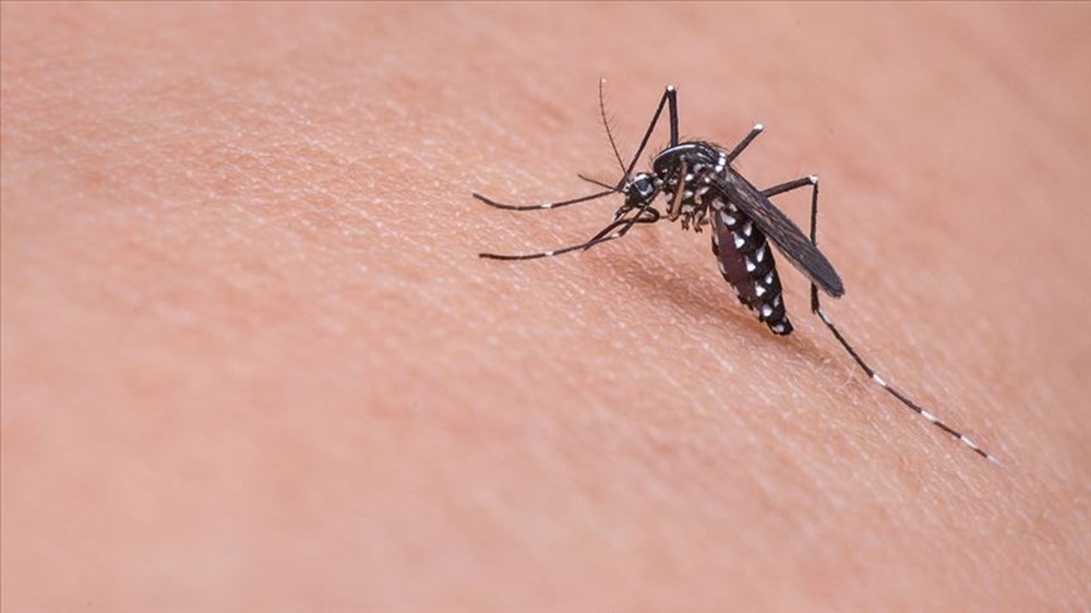 Sağlık Bakanlığı'ndan sivrisinekten korunma rehberi (Sivrisinekten nasıl korunulur?) - 9