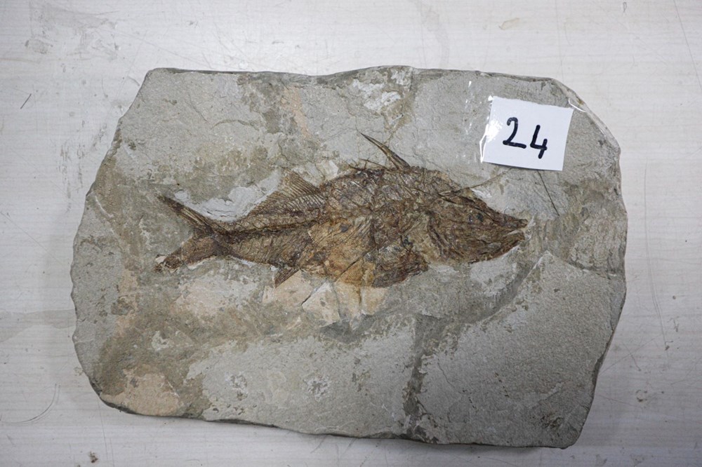 Adnan Oktar'ın kaçak fosilleri 417 milyon yıl öncesine ait çıktı - 4