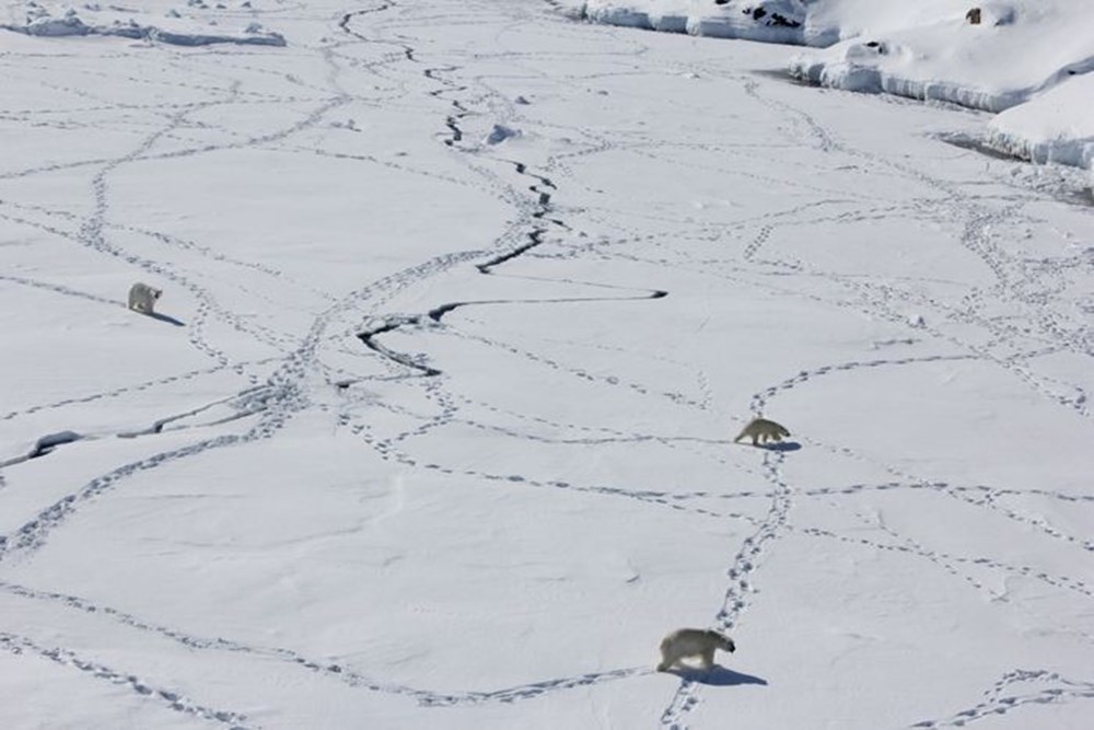 Bilim insanlarından umutlandıran keşif: İklim değişikliğine adapte olmayı başaran bir kutup ayısı topluluğu keşfedildi - 1