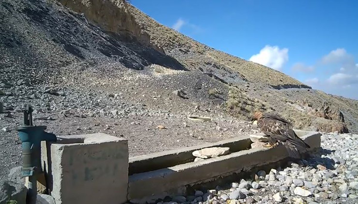 Yaban hayvanları kameraya yansıdı