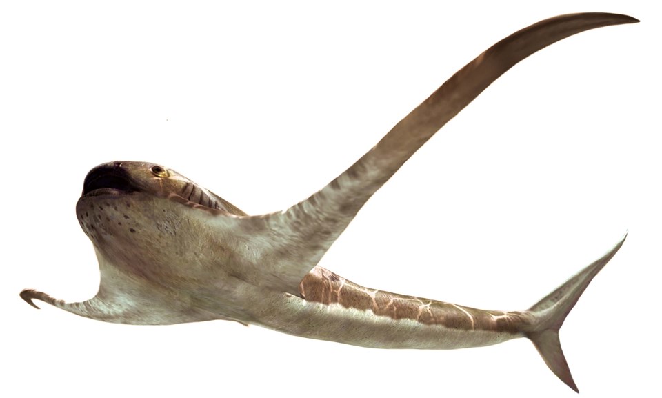 93 milyon yıllık köpek balığı fosili keşfedildi - 1