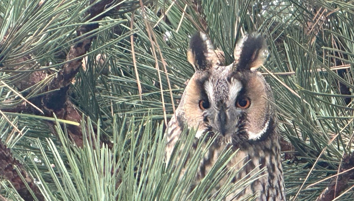 Kulaklı orman baykuşu, lise bahçesini mesken tuttu