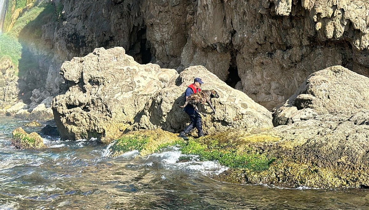 Antalya'da falezlerden denize düşen köpeği sahil güvenlik kurtardı