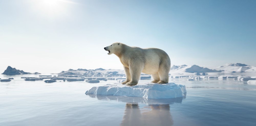 Arktik Deniz Buzu son 40 yılda yüzde 50 oranında eridi: Bilim insanları yok olacağı tarihi hesapladı - 3