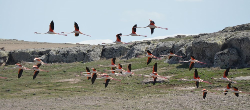 Flamingolar Tuz Gölü'ndeki evlerine geldi - 8