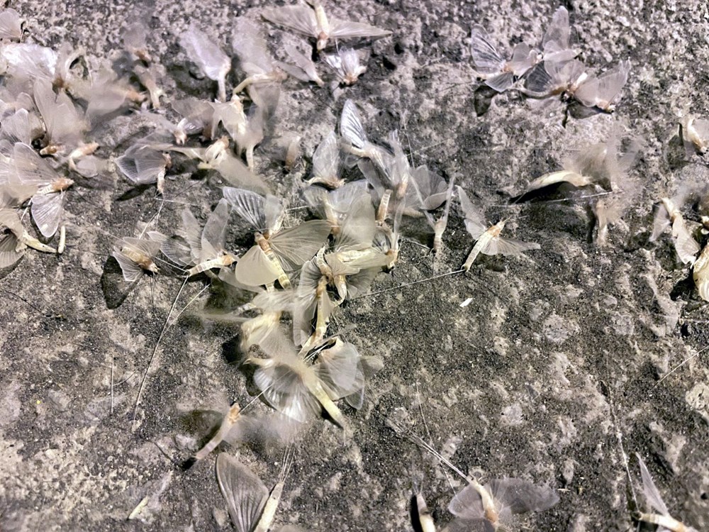 Ardahan'da 'bir günlükler'in ölüm uçuşu başladı - 9