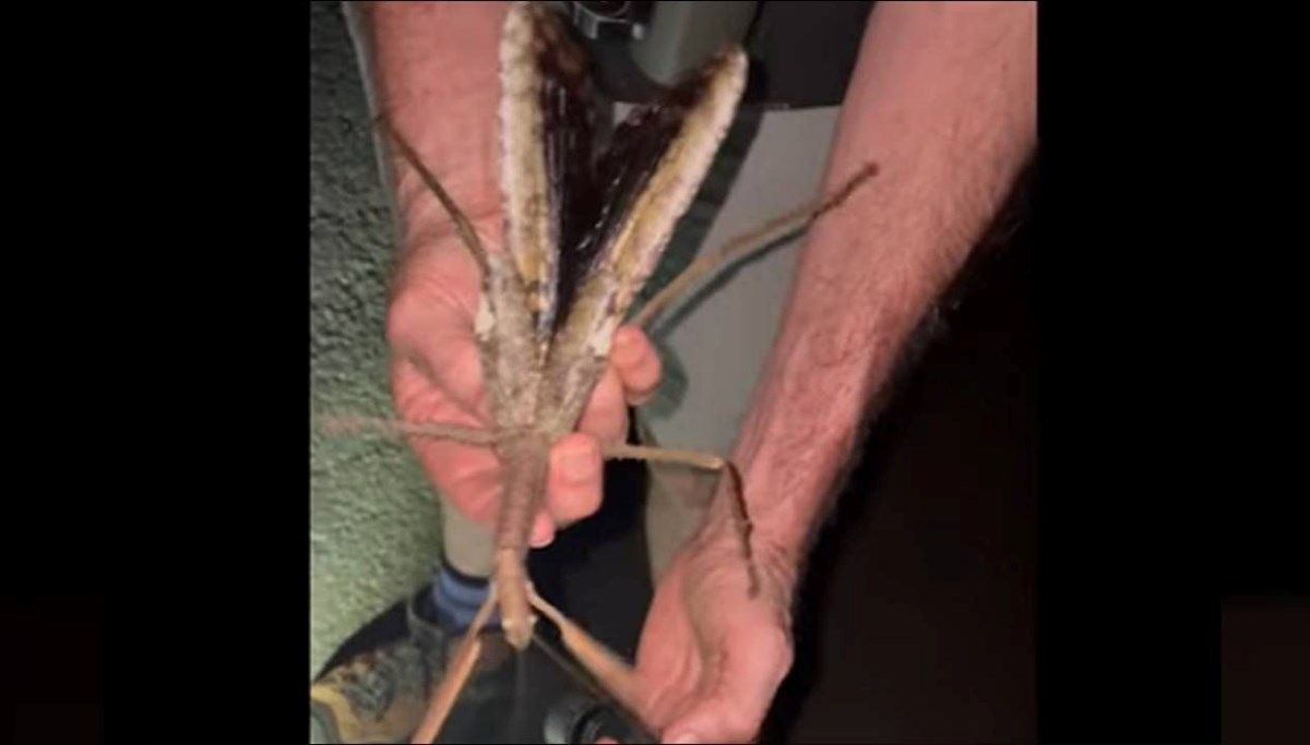 Avustralya'da keşfedildi: 44 gram çekirge