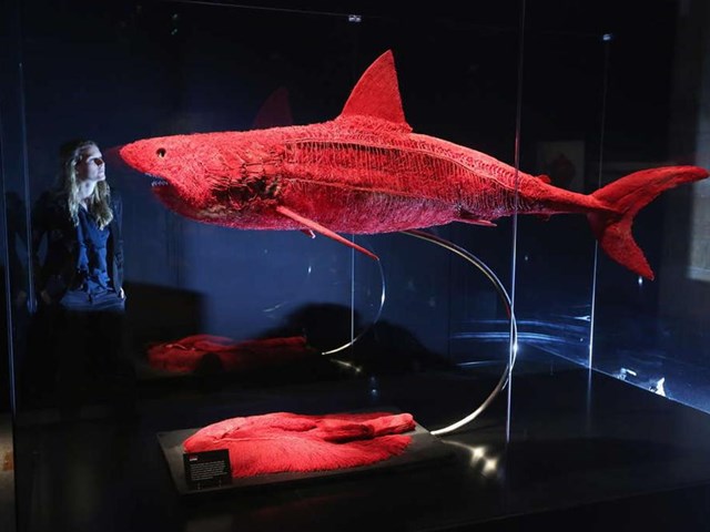 hayvanlarin ic dunyasi magazin