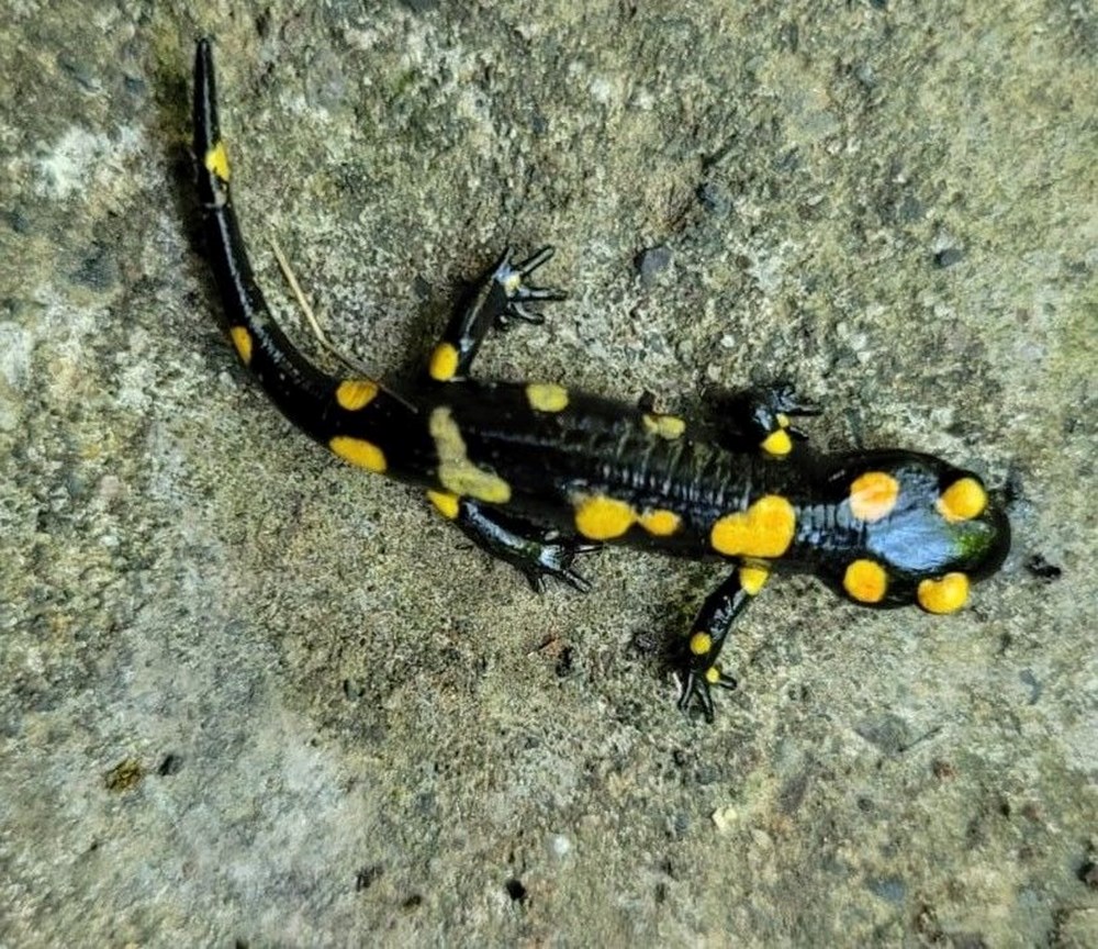 TINZgvg3P0evobTK5g2TOA