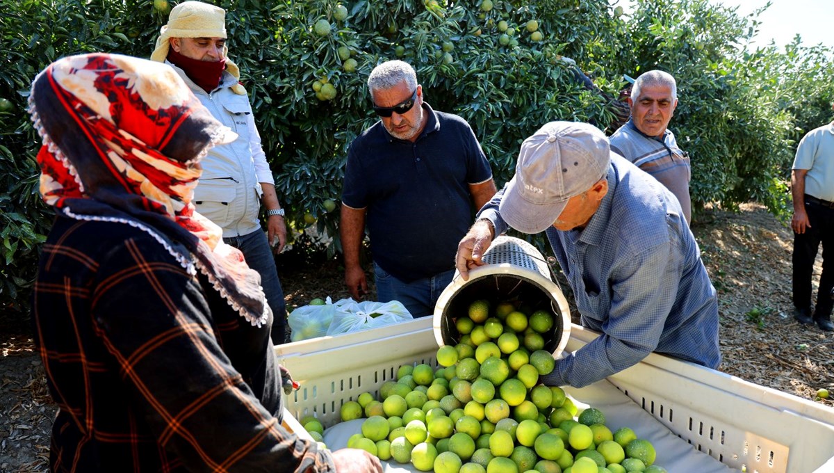 Kilosu 8-15 TL arasında: Adana'da verim yüksek