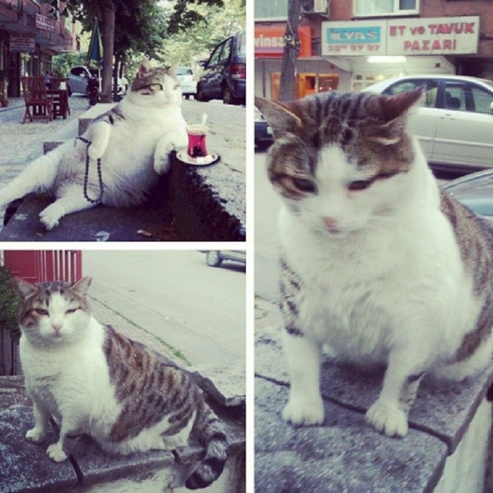 Sosyal medya fenomeni Tombili kedi hayatını kaybetti Magazin