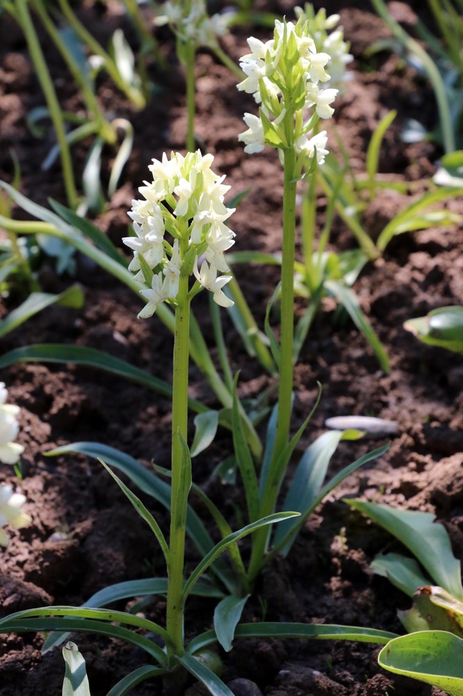 salep in kilosu tarlada 30 tl den