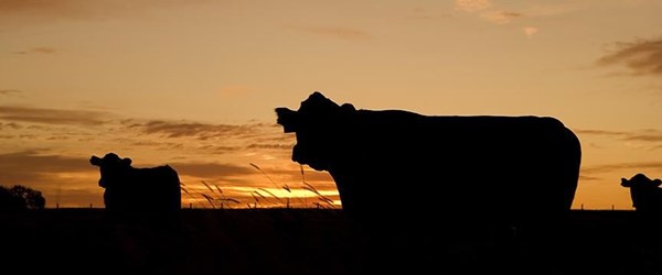 Yılanın soktuğu ineğin etinden yiyen 50 kişi hastaneye kaldırıldı