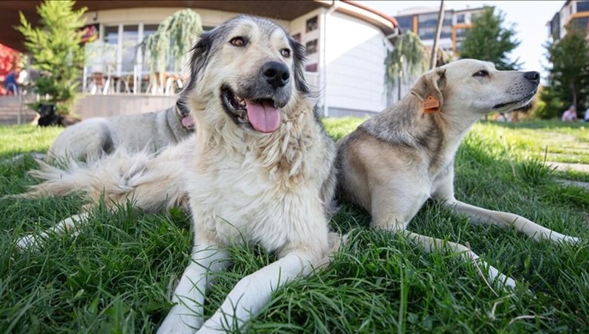 Sokak köpekleri kanun teklifi hazır: Uyutma seçeneği için yeni karar