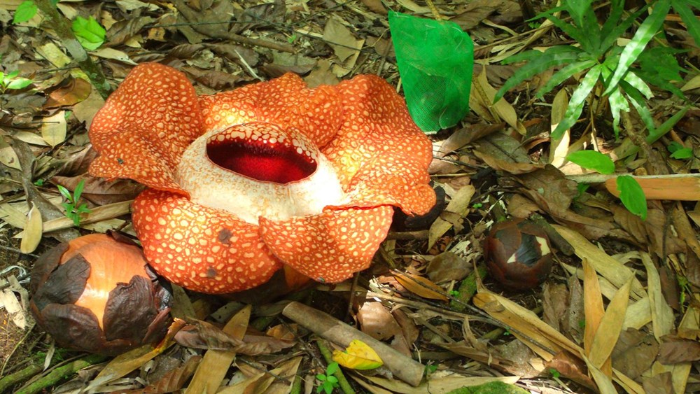 Dünyanın en büyüğü: Endonezya’da ceset çiçeği olarak da
bilinen 'Rafflesia arnoldii' açtı - 24