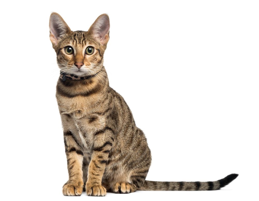 Bilim insanları en güzel ve en çirkin kedi türlerini açıkladı (Türkiye'ye özgü iki kedi türü listede) - 23