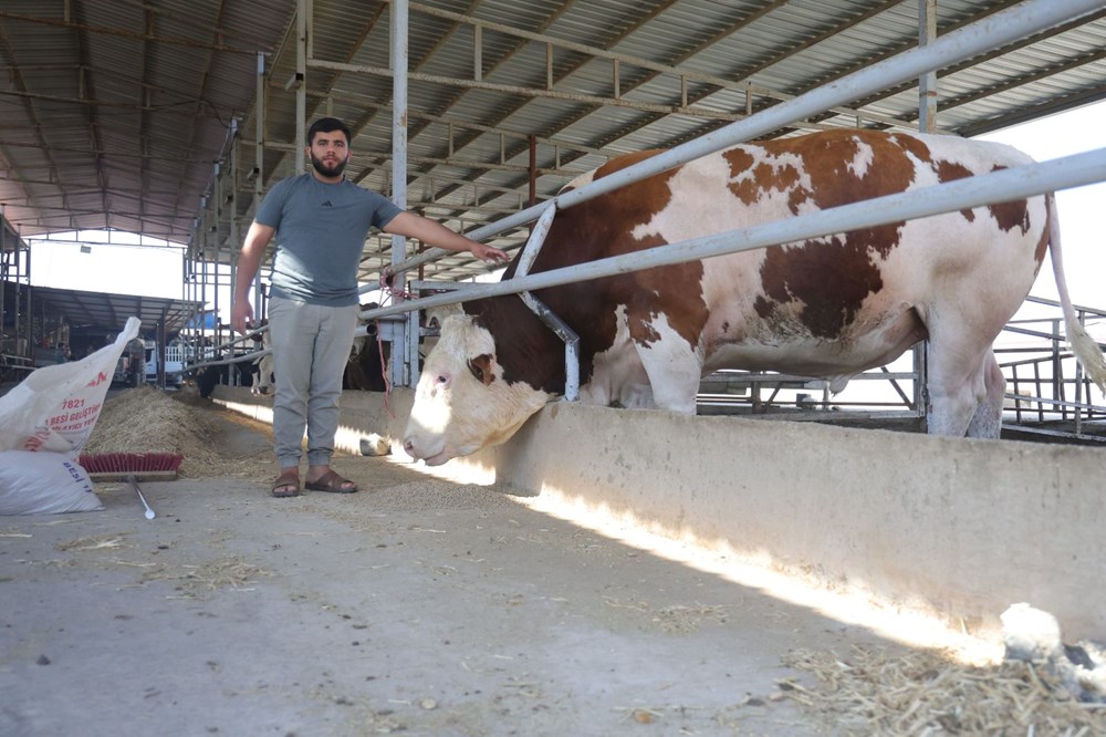 Bin 400 kiloluk tosun: Fiyatı 420 bin TL 76 TSGce4M7gEiAdKXk7ebFJA