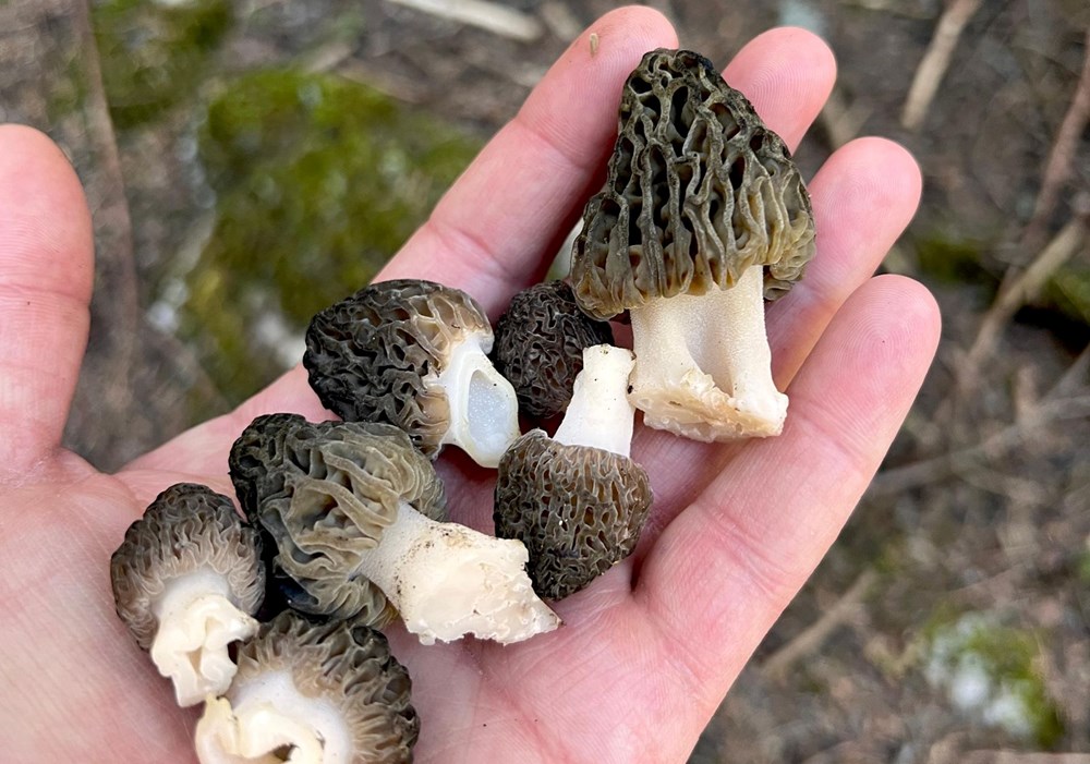 Yöre halkının gelir kaynağı: Dönem açılışında kilosu bin 200 lira 74 TSkIqW4B8UeZKvlkQ9mwlA