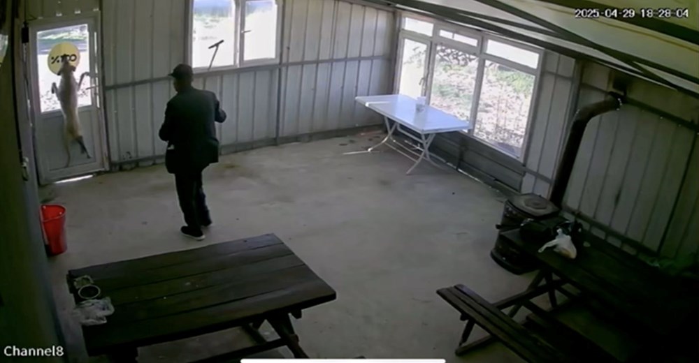 Bunun adı canilik! Bastonuyla köpeğe defalarca vurdu, "Bobi" kanlar içinde kaldı - 7