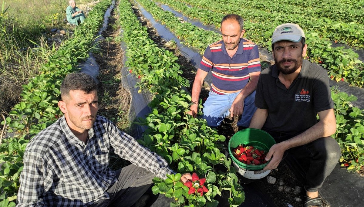 18 yıl önce deneme amaçlı ekilmişti şimdi birçok ailenin geçim kaynağı