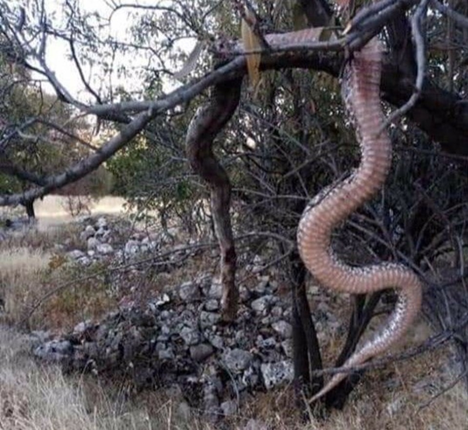 Elazığ'da dev yılanı öldürüp ağaca astılar - 2