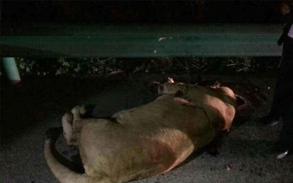 Çin'de sirkten kaçan aslan öldürüldü - 1