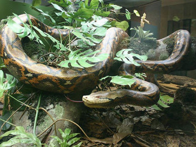 bazilari cok masum gorunur ama