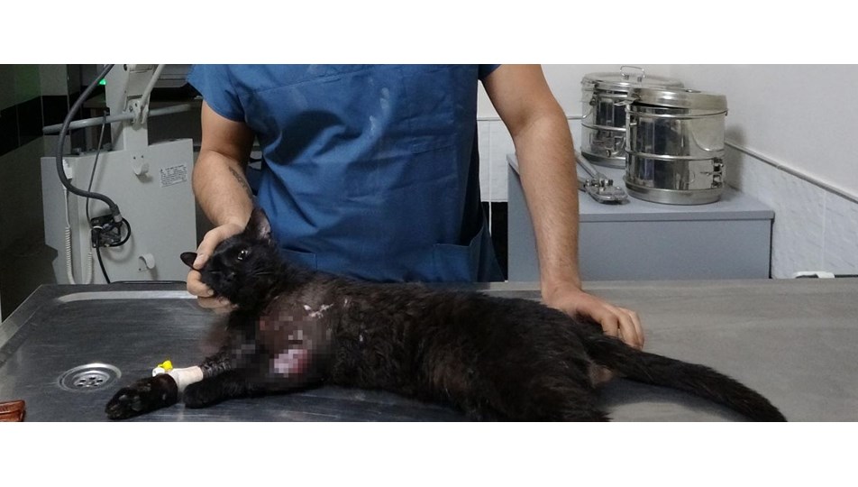 Pitbull�un yaraladığı kedi kurtarılamadı NTV