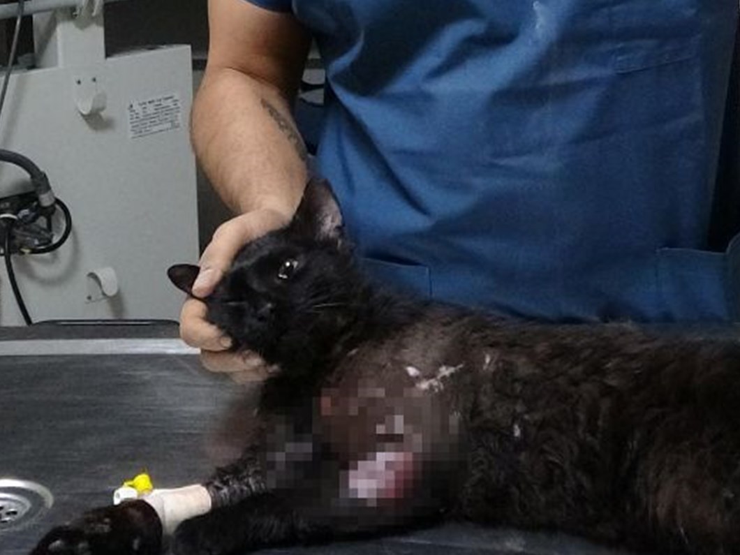 pitbull un yaraladigi kedi