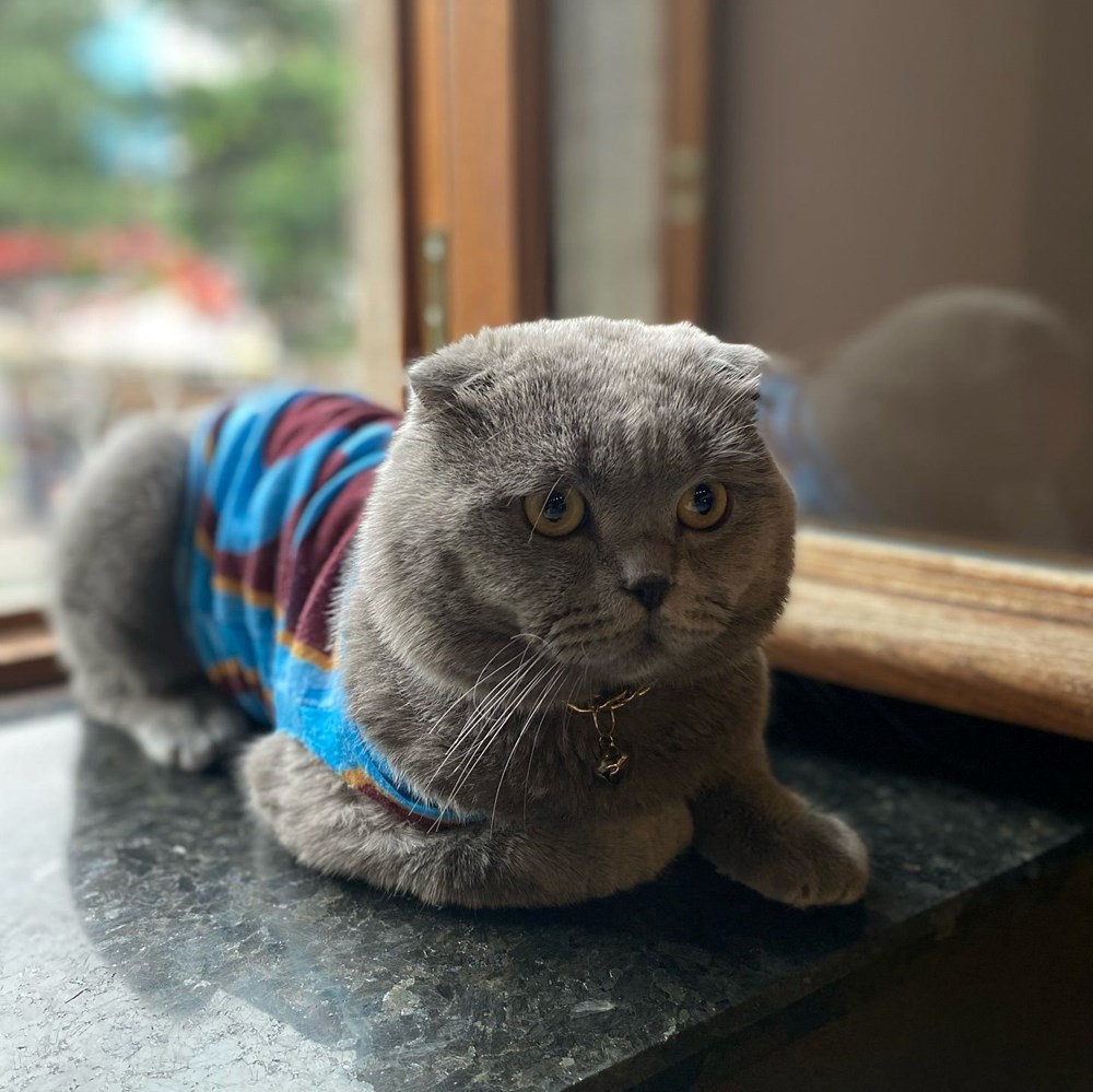 Trabzonsporlu fenomen kedi Tom'un stadyuma alınması için çağrı - 2