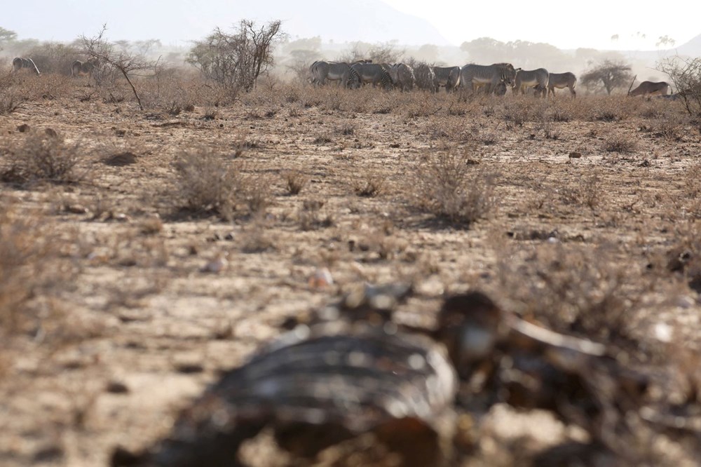 Kenya'da son 40 yılın en şiddetli kuraklığı: Nesli tükenmekte olan hayvanlar art arda ölüyor - 12